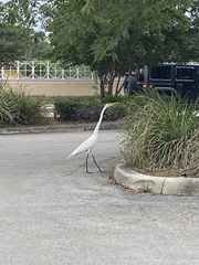Ardea alba