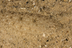 Synapturichthys kleinii