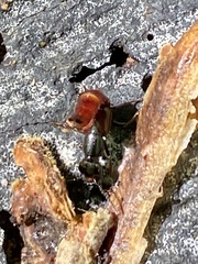 Hesperus baltimorensis