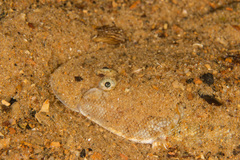 Synapturichthys kleinii