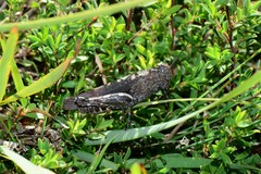 Cirphula pyrrhocnemis