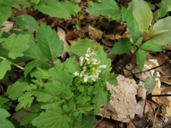 Cardamine auriculata
