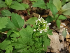Cardamine auriculata