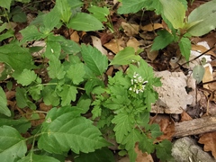 Cardamine auriculata