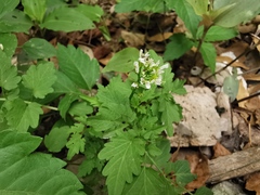 Cardamine auriculata
