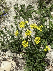 Erysimum cuspidatum