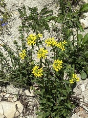 Erysimum cuspidatum