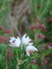 Erica triflora