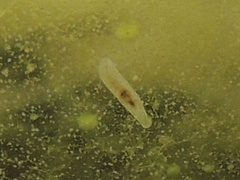 Leptoplanoidea