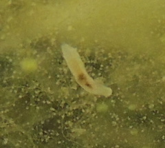 Leptoplanoidea