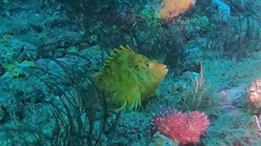 Cirrhitichthys aureus