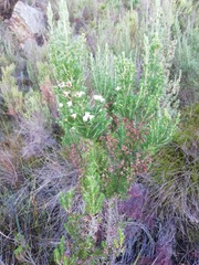 Erica triflora