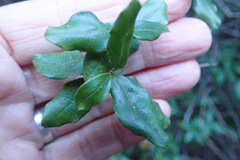 Diospyros simii