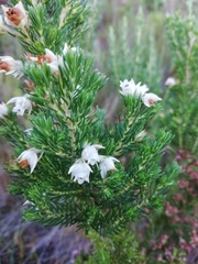 Erica triflora