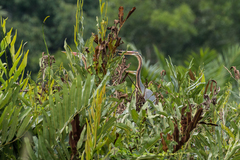 Ardea purpurea manilensis