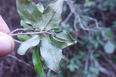 Diospyros simii