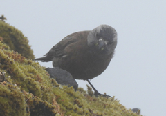 Leucosticte tephrocotis littoralis