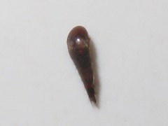 Sepedophilus nigripennis