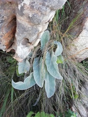 Hermas gigantea