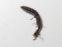 Xantholinus longiventris