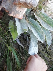 Hermas gigantea
