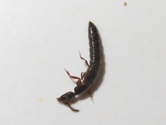 Xantholinus longiventris