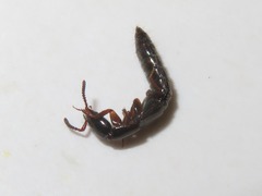 Xantholinus longiventris