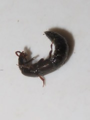 Xantholinus longiventris