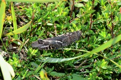 Cirphula pyrrhocnemis