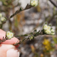Amphithalea tomentosa
