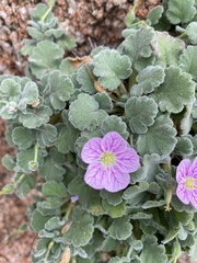 Erodium corsicum