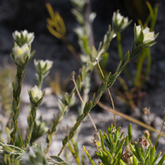 Amphithalea tomentosa