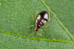 Anthocoris