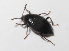 Scaphium immaculatum