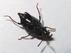 Scaphium immaculatum