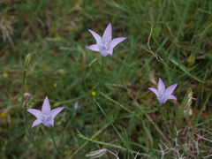 Campanula spatulata