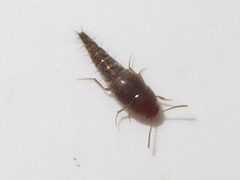 Sepedophilus nigripennis