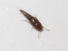 Sepedophilus nigripennis