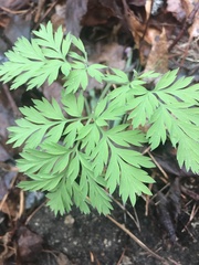 Dicentra eximia