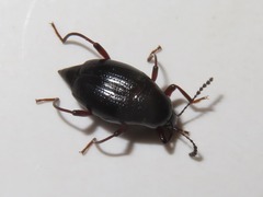 Scaphium immaculatum