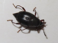 Scaphium immaculatum