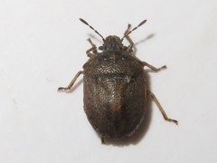 Podops inunctus