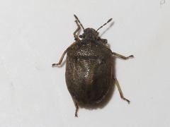 Podops inunctus