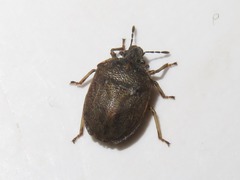 Podops inunctus