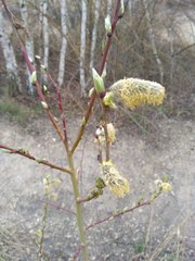 Salix