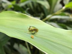 Alchisme tridentata