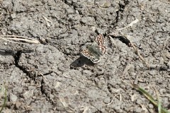 Pyrgus ruralis lagunae