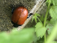 Melasomoptera