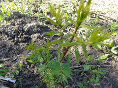 Xanthoceras sorbifolium