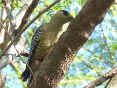 Melanerpes superciliaris